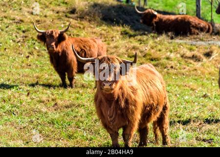 Scottish Highland Cows resting and grazing in a pasture Stock Photo