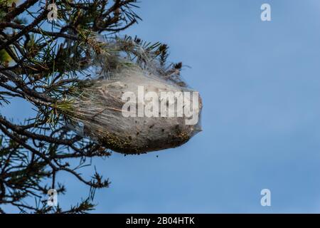 A caterpillar tent with several visible caterpillars crawling on a branch of a pine tree Stock Photo