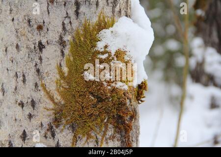 Green moss grows on a gray tree trunk in the forest. Snow lies from above in winter. Stock Photo
