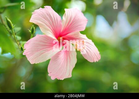 Pink Hibiscus flowering plant at the tropical garden. Blossoming hibiscus flower. Large flower of rose mallow. Stock Photo