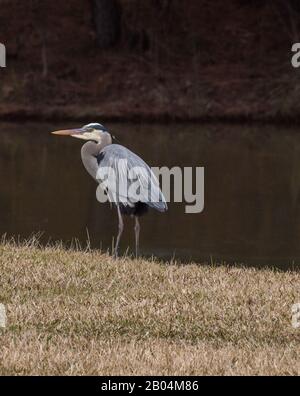 Great Blue Heron in front of water Stock Photo