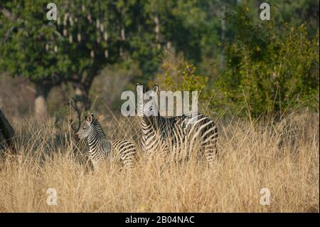 Crawshay's zebra (Equus quagga crawshayi) mother with baby in high grass in South Luangwa National Park in eastern Zambia. Stock Photo