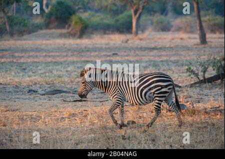 A Crawshay's zebra (Equus quagga crawshayi) in South Luangwa National Park in eastern Zambia.