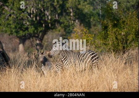 Crawshay's zebra (Equus quagga crawshayi) mother with baby in high grass in South Luangwa National Park in eastern Zambia. Stock Photo