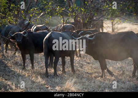 A herd of Cape buffaloes (Syncerus caffer) kicking up dust in South Luangwa National Park in eastern Zambia. Stock Photo