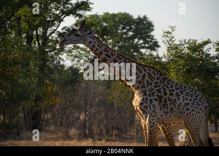 Thornicroft's Giraffes (giraffa camelopardalis thornicrofti) in South Luangwa National Park in eastern Zambia. Stock Photo