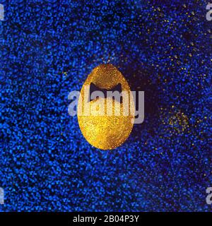 Golden egg on a blue textured background. With a bow tie. The concept on the theme of Easter. Stock Photo