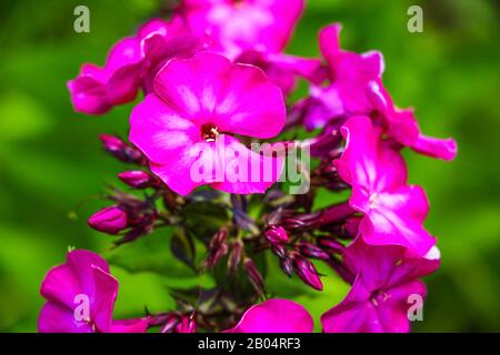 Tall pink perennial phlox in the summer garden Stock Photo