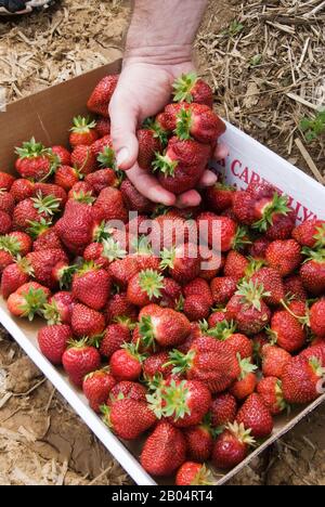 A cardboard box filled with fresh just picked strawberries from a farm in Maryland USA. A man is holding a few of these fruits in his hand.