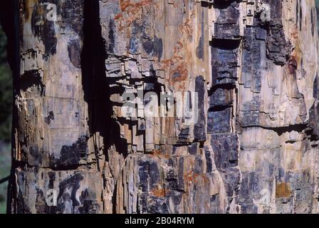 Close-up view of a petrified tree in Yellowstone National Park in Wyoming, United States. Stock Photo