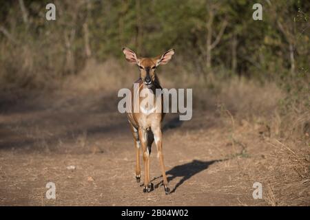 Nyala female (Nyala angasii or Tragelaphus angasii), also called inyala, is an antelope in the Sabi Sands Game Reserve adjacent to the Kruger National Stock Photo