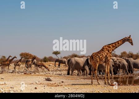 Giraffe drinking at Ngobib waterhole, with a herd of elephant nearby, Etosha National Park, Namibia Stock Photo
