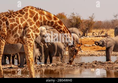 Giraffe drinking at Ngobib waterhole, with a herd of elephant nearby, Etosha National Park, Namibia Stock Photo