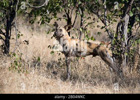 African wild dog (Lycaon pictus) searching for prey in the late afternoon at the Linyanti Reserve near the Savuti Channel in northern part of Botswana Stock Photo