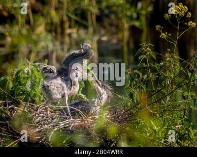 Great blue heron chicks on their nest Stock Photo