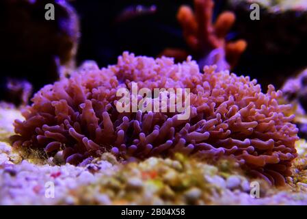 Big Hairy Mushroom - (Rhodactis indosinensis) Stock Photo