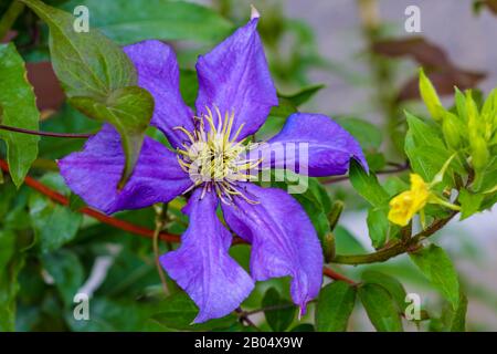 blue clematis blooming in the garden, nature Stock Photo