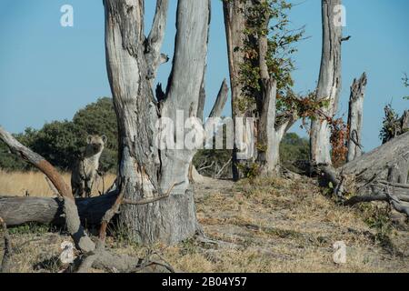 A spotted hyena (Crocuta crocuta) is watching lions feeding on their kill near the Vumbura Plains in the Okavango Delta in northern part of Botswana. Stock Photo