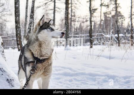 blue-eyed husky dog on a chain dreamily looks into the distance in a winter landscape Stock Photo