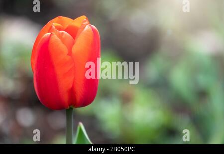 Red tulip with blurry background in sunset. Spring flower with shallow depth of field outdoors, Natural sprintime background. Stock Photo
