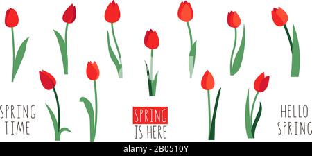 Vector set of red tulip flowers isolated on white background. Early spring garden flowers. Clip art for bright festive greeting card, poster, banner Stock Vector