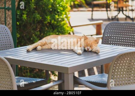 Cat sleep outside on a caffes table Stock Photo
