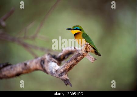 Cinnamon-chested bee-eater (Merops oreobates) sitting on a branch in Lake Manyara National Park, Tanzania. Stock Photo