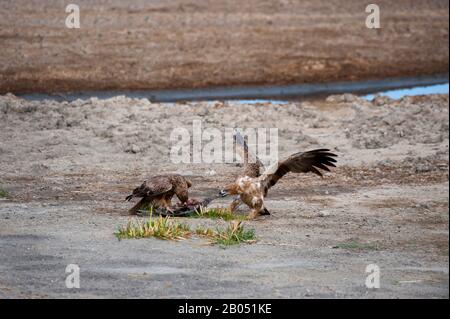 Tawny Eagles (Aquila rapax) fighting over killed guinea fowl near Lake Masek in the Ngorongoro Conservation Area in Serengeti South, Tanzania. Stock Photo