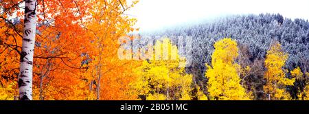 Aspen trees in a forest, Blacktail Butte, Grand Teton National Park, Wyoming, USA Stock Photo