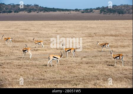 Herd of Thomson's gazelles (Eudorcas thomsonii) in Serengeti National Park in Tanzania Stock Photo