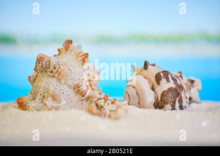 Sea shells lie on the sand against the background of a blurry beautiful tropical beach. Close up. Stock Photo