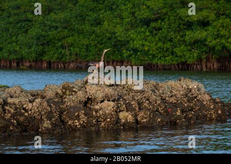 ANHINGA Anhinga anhinga, La Tovara National Park, Ramsar Site, Wetlands of International Importance, San Blas Town, Matanchen Bay, Pacific Ocean, Rivi Stock Photo
