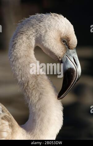 Andean Flamingo - Phoenicoparrus andinus  Juvenile Head closeup Stock Photo