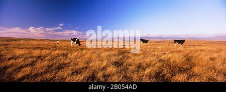 Three cows grazing in a field, Point Reyes National Seashore, California, USA Stock Photo