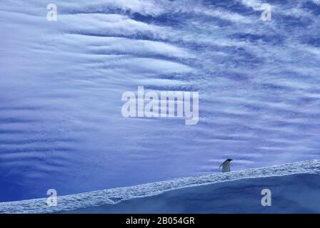 ANTARCTICA, SOUTH ORKNEY ISLANDS, LAURIE ISLAND, GENTOO PENGUIN ON SNOW, CLOUDS BACKGROUND Stock Photo