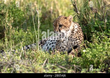 Pregnant Cheetah showing off her big belly Stock Photo