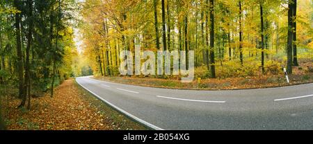 Curved road passing through a forest, Baden-Wurttemberg, Germany Stock Photo