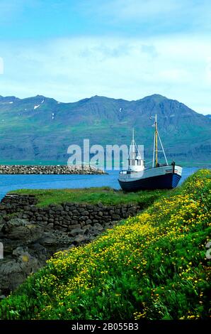 ICELAND, EAST COAST, DJUPAVOGUR FISHING VILLAGE, FISHING BOAT WITH BUTTERCUP FLOWERS Stock Photo