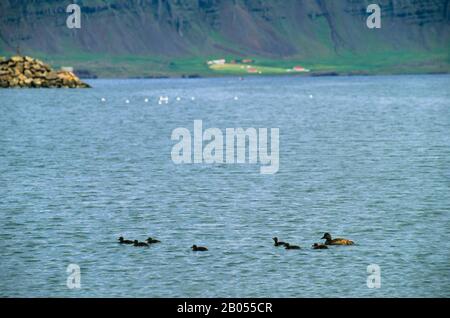 ICELAND, EAST COAST, DJUPAVOGUR FISHING VILLAGE, EIDER DUCK WITH DUCKLINGS Stock Photo