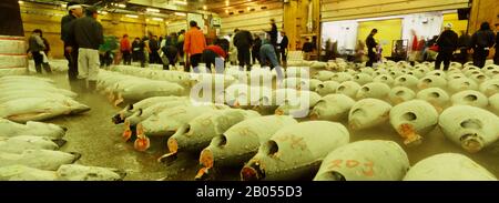 People examining tuna in a fish auction, Tsukiji Fish Market, Tsukiji, Tokyo Prefecture, Kanto Region, Honshu, Japan Stock Photo