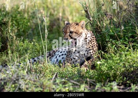 Resting Pregnant Cheetah Stock Photo