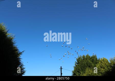 Batch of flying Armando pigeons with blue sky Stock Photo