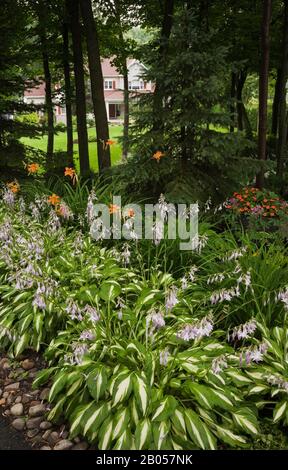 Rock edged border with mauve flowering Hosta plants, orange Hemerocallis - Daylily flowers, evergreen and deciduous trees in front yard garden Stock Photo