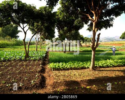 Farmer watering lettuce fields, Vietnam Stock Photo