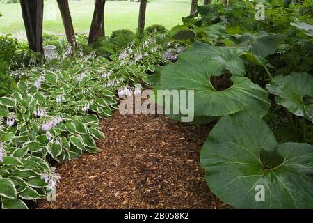 Cedar mulch path bordered by Petasites - Butterbur and mauve flowering Hosta plants in front yard garden in summer. Stock Photo