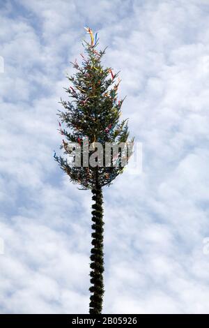 Maypole Fruit Tree may tree Maypole Stock Photo - Alamy