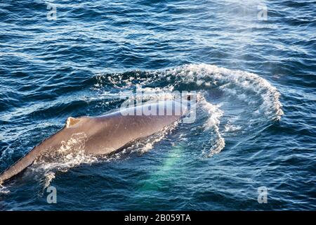 Humpback Whale (Megaptera novaeangliae) off the Arctowski Peninsular, Antarctica. Stock Photo