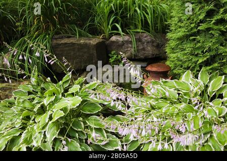 Rock edged border with mauve flowering Hosta plants, rusted antique milk can and Thuja occidentalis - Cedar tree in backyard garden in summer. Stock Photo