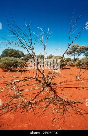 spindly vegetation on red earth, desert, Central Australia Stock Photo