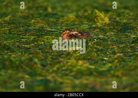Hare sitting low in meadow in evening sunlight. Stock Photo